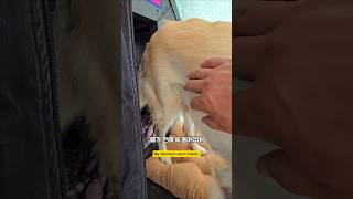 빵빵하던 배가 쏙 들어갔네 남해 리트리버 몽실이 먹방 asmr dogbaby [upl. by Carlock358]