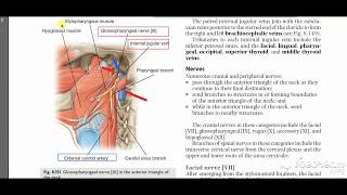 Glossopharyngeal course 1 [upl. by Hunley766]