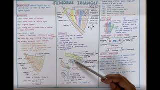 Femoral Triangle [upl. by Tsepmet]