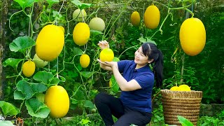 How to Harvest Golden Honeydew Melon goes To Market Sell Harvesting and Cooking Tieu Vy Daily Life [upl. by Ylrebmit726]