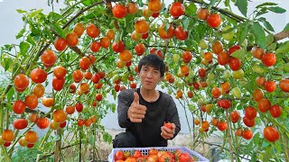 Wish I knew this method of growing tomatoes sooner Many large and succulent fruits [upl. by Obel321]