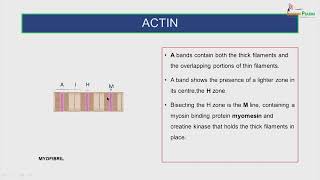 histology of muscle tissue [upl. by Akir]