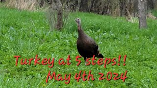 Turkey at 5 steps  May 4th 2024 [upl. by Dorlisa]