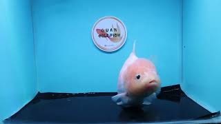 Oranda Short Tail Size 15 cm [upl. by Past]