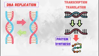 DNA Replication Transcription Translation amp Protein Synthesis  Complete Overview for Students [upl. by Stephanie]