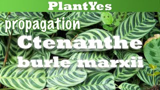 How to propagate Ctenanthe by division 🌱 [upl. by Malca]