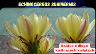 Moje kaktusy 17 ECHINOCEREUS SUBINERMIS [upl. by Denis]