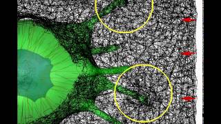 Mechanical interactions between filopodia and ECM fibers [upl. by Kcirredal]