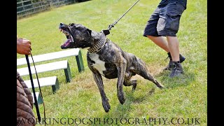 YACANTO DE LA ARENA PresaDogo Canario working dog schutzhund alano züchter Welpen K9 Diensthund [upl. by Dunlavy390]