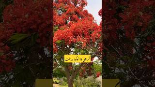 Karachi ka anokha darakht  how to grow gulmohar tree  Red Tree wow [upl. by Lessur]