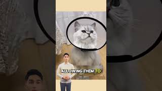 Elizabethan Collar Benefits Faster Healing for Dogs amp Cats  Pet Care Solutions pet petlover [upl. by Nogas997]