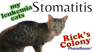 Signs of Stomatitis in Cats [upl. by Eelahs]