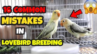 16 COMMON MISTAKES IN LOVEBIRDS BREEDING  AFRICAN LOVEBIRD BREEDING GUIDE  MUNTING IBUNAN [upl. by Gunn169]