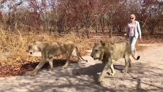 LIVE A Blonde Girl on a walk with  LIONS  Fathala Reserve  Senegal  Africa [upl. by Adan801]