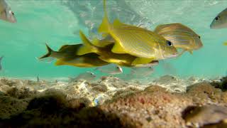 Snorkeling Jibacoa Cuba Feb 2019  1440p 60fps [upl. by Nobel95]