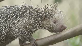 A prickly prehensiletailed porcupine with a boopable snoot  SDZ Wildlife Explorers Basecamp [upl. by Kassity]