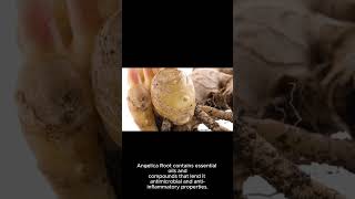 Angelica Root Root Has Been Revered For Centuries For Its Medicinal Properties [upl. by Aslehc]