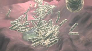 Clostridium Difficile [upl. by Nywrad]