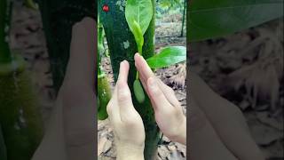 Jackfruit Growth Process  song garden nature fruit jackfruit shorts [upl. by Alick372]