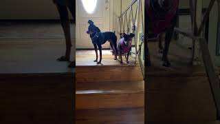 Minpin Dog Has Trouble With Stairs  Funny MinPins  dogshorts dogsofyoutube dogsofinstagram [upl. by Giacopo]