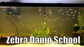 55 Gallon Zebra Danio amp Black Neon Tetra Aquarium  May 16 2018 [upl. by Letnahs566]