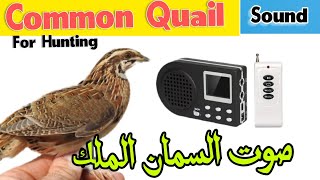 Common Quail Sound Quail Bird Call Voice Of Quail Bird birdvoices quailsound birdsong [upl. by Nairdad]