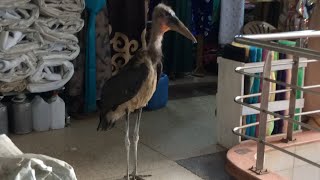 Marabou Stork window shopping [upl. by Ivor]