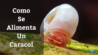 🔵 Como Se Alimenta Un Caracol PlanorbisAnatomía De Los Moluscos Gasterópodos Acuarios MB [upl. by Alletsirhc841]