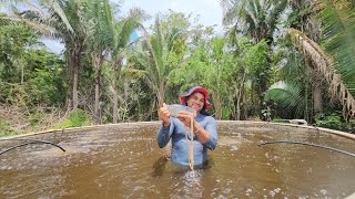 Limpeza nos tanque e mostrando o tamanho dos peixes da família pescador [upl. by Cressi113]