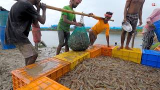 Memicu Panen Massal Musim Udang Litopenaeus Vannamei [upl. by Ferri136]