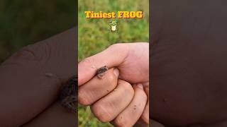 RARE and ADORABLE Tiny Frog Trying to Escape 🐸 froglife frogsound rarecreatures frogvideo [upl. by Sula796]