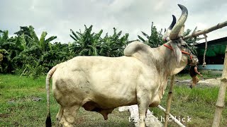 448  Qurbani 2018  Kankraj Bolod Pair  Show Time  Organic Agro  ZbGH 2018 [upl. by Ikkin]