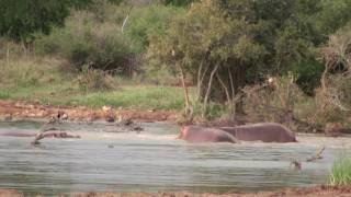 Africa  Schwaziland  Hlane National Park  Hipo Fighting  Jan 2015 00016 [upl. by Cordie]