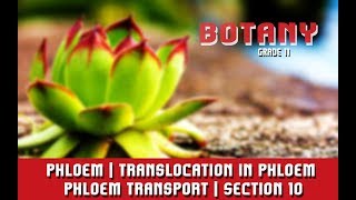 Transport In Plants  Phloem  Translocation in Phloem  Phloem Transport  Section 10 [upl. by Isaiah]