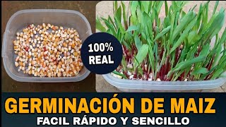 cómo hacer germinación de semillas de maíz  método infalible ¡ explicado paso a paso [upl. by Darcy]