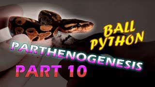 Ball Python Parthenogenesis Part 10 Kaydra Has Passed [upl. by Roseanne]