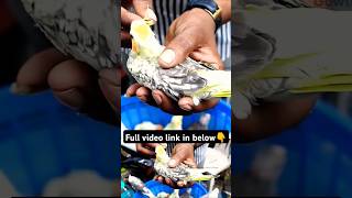 Hand feeding Birds for sale birdssundaymarketchennaibroadwaypetmarketinjectionhandfeeding [upl. by Ttayw]