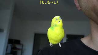 セキセイインコに口笛で曲『茶摘み』を聴かせてみた I whistled the song quotTea Pickingquot to Chappie the budgie [upl. by Amalbergas]