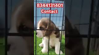 Beagle puppy sale Tamilnadu Kerala Karnataka mysore shinoga ballari hyderabad vizag tirupathi ooty [upl. by Majka]