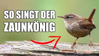 Zaunkönig  Vogelstimmen lernen [upl. by Nordgren]