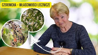 Czeremcha i jej właściwości lecznicze  odporność jak dzwon  kopalnia witaminy C [upl. by Thackeray]