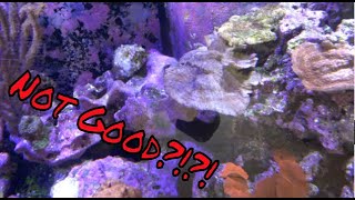 Reef Tank Not Doing Good [upl. by Ateiram50]