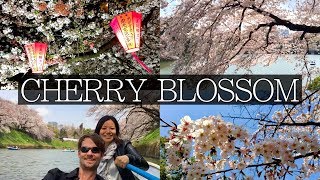 Japan Cherry Blossom Everything you Need to Know  FULL Planning Guide [upl. by Partan758]