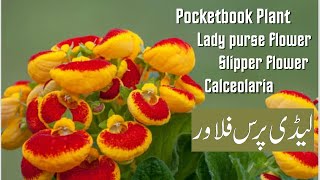 How to grow and care ladys purse plant  Pocketbook plant  slipper flower  Brilliant House Plant [upl. by Zwart525]