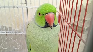 Adorable Indian ringneck parrot 🦜 [upl. by Mohr]