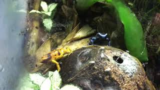 Dendrobates Leucomelas amp Auratus Hunting in Harmony Mixed Species Dart Frog [upl. by Yhtorod180]