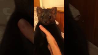 A naughty sable who can play dead animals shortvideo cute naugh naughty [upl. by Rocker]