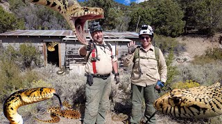 Nevadas Legendary Bullsnake Camp With REAL Bullsnakes [upl. by Zadoc143]