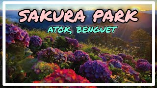 SAKURA PARK  THE HAIGHTS PLACE  ATOK BENGUET TOURIST SPOT [upl. by Ecyle]