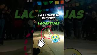 La lagartija haciendo lagartijas 🤭😲 lagartijas comedia entretenimiento payasochuyin cocorit [upl. by Macomber]